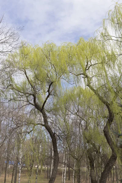 Lente in het park. — Stockfoto