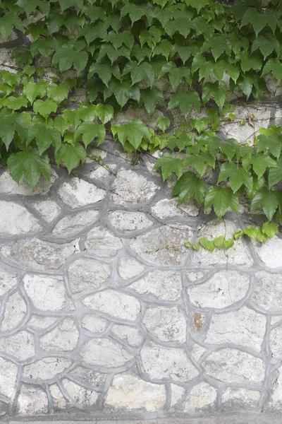 Witte stenen muur en groene klimmer. — Stockfoto