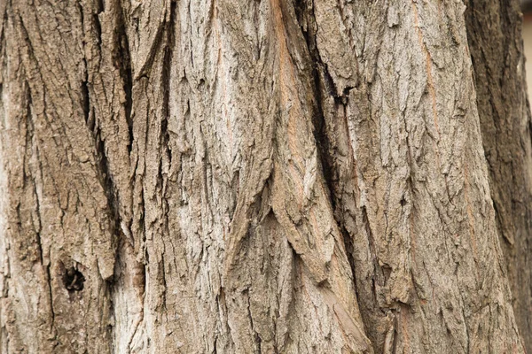 Corteza de un árbol. — Foto de Stock