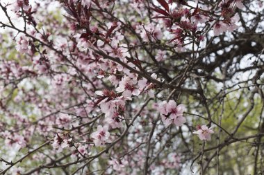 Çiçek açan erik ağacı.