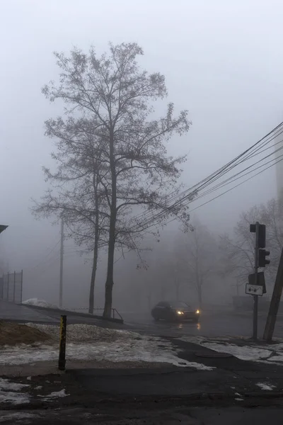 Дерево в тумані — стокове фото