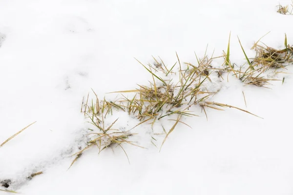 Сухая трава на снегу . — стоковое фото