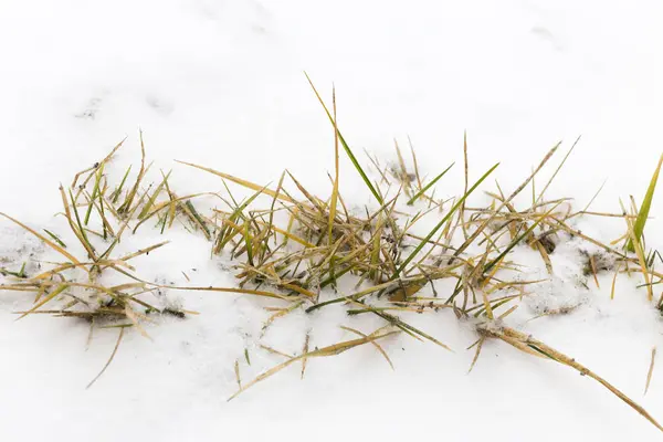 Hierba seca en la nieve . — Foto de Stock