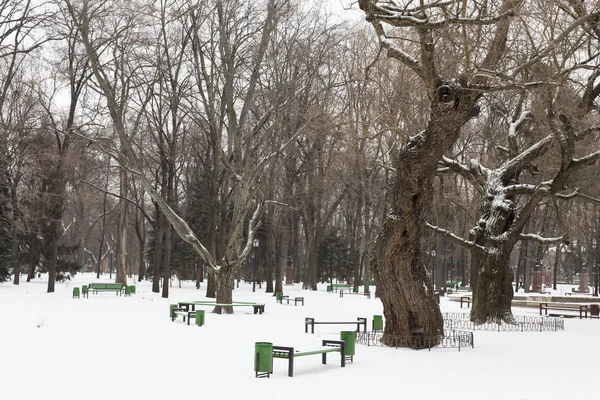 겨울 산책 공원 — 스톡 사진