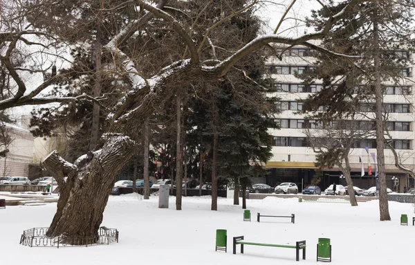 겨울 산책 공원 — 스톡 사진