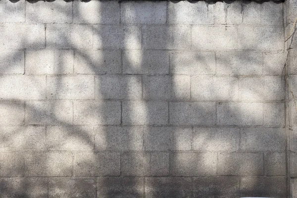 L'ombre des arbres — Photo