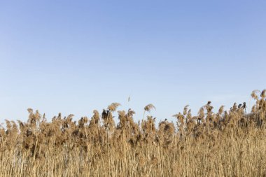 Sazlık üzerinde güzel manzara.