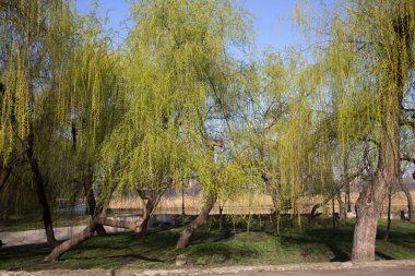 Willow üzerinde güzel manzara.