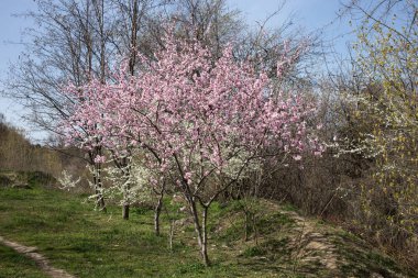 Parkta güzel pembe ağaçlar.