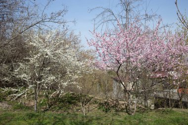 Parkta güzel pembe ağaçlar.