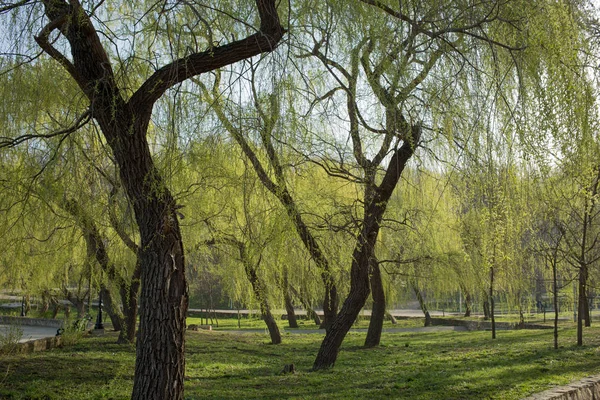 Beautiful landscape on willow. — Stock Photo, Image