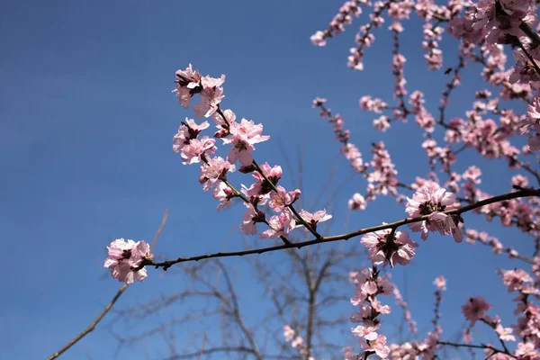 青い背景のピンクの花. — ストック写真