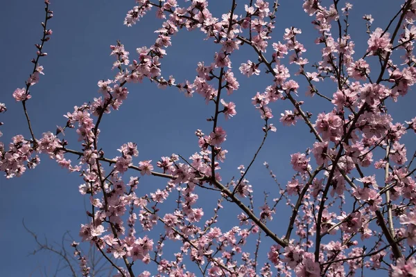 Flores cor de rosa em um fundo azul. — Fotografia de Stock