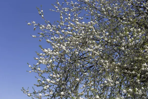 Flores delicadas de un cerezo . — Foto de Stock