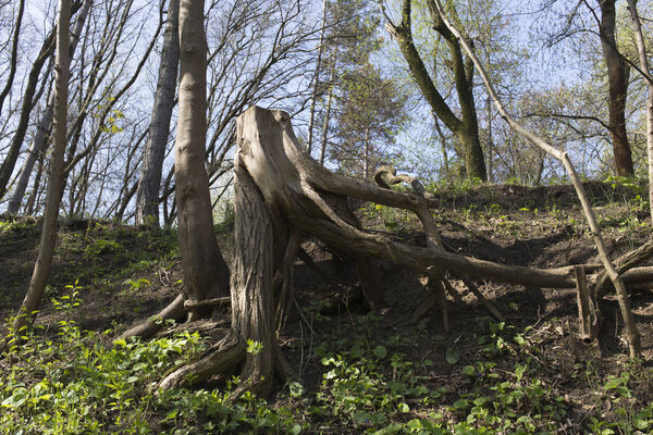 Mysterious broken tree.
