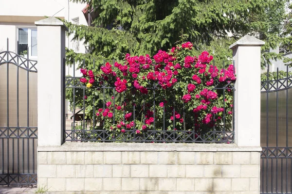 Vackra blommor. — Stockfoto