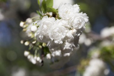 güzel kiraz ağacı.