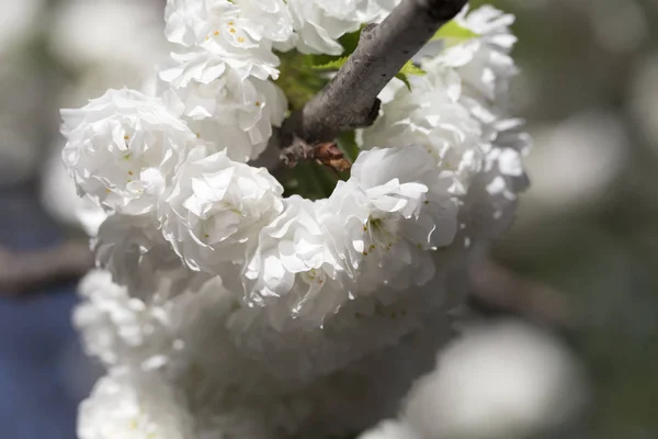 Güzel kiraz ağacı. — Stok fotoğraf