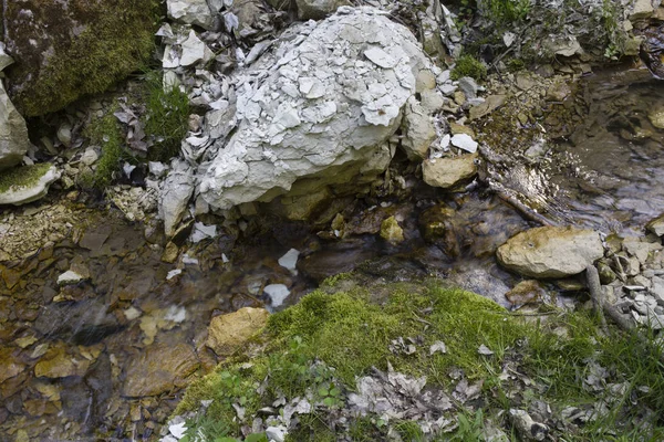 Arroyo en el bosque. — Foto de Stock