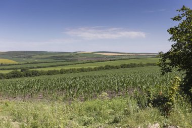 Güzel yaz manzarası.