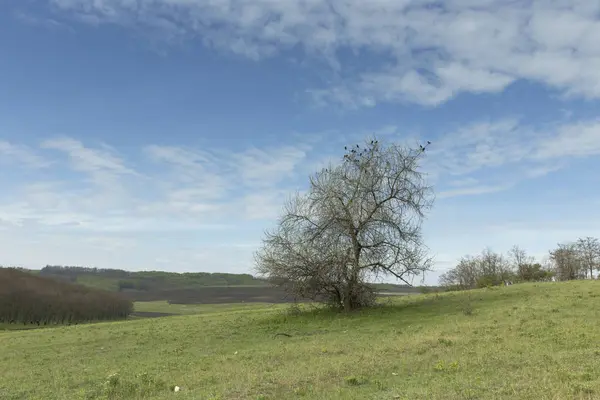 La bandada de pájaros está sentada en un árbol . — Foto de Stock