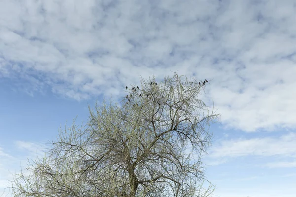Hejno ptáků sedí na stromě. — Stock fotografie