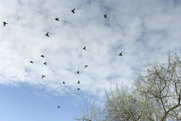 Hejno ptáků na obloze. — Stock fotografie