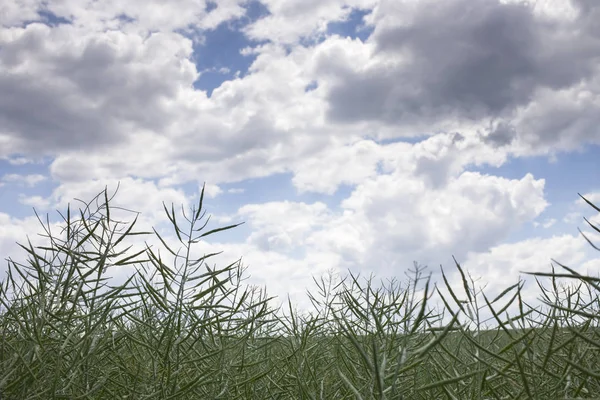 Field of rapeseed. — Stock Photo, Image