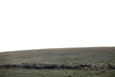 Beyaz koyun akşamları bir çayır üzerinde çalışan.
