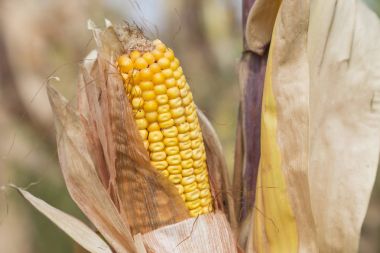 Olgun mısır koçanı ve kuru yapraklar.