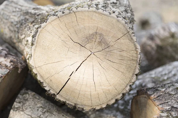 Skär ett träd. — Stockfoto