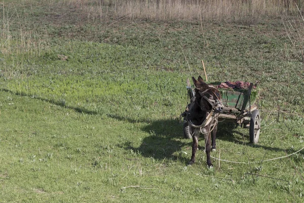 Paisagem com um burro . — Fotografia de Stock