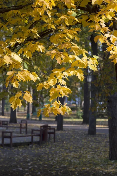 Herfst landschap in een stad. — Stockfoto