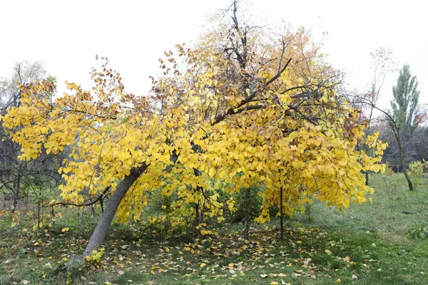 Herbst im Stadtpark. — Stockfoto