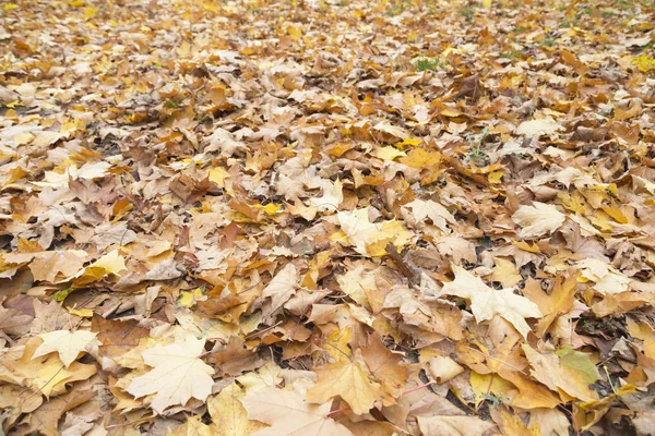Hermoso fondo de otoño . — Foto de Stock