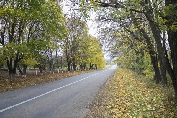 Asphalt autumn road. — Stock Photo, Image