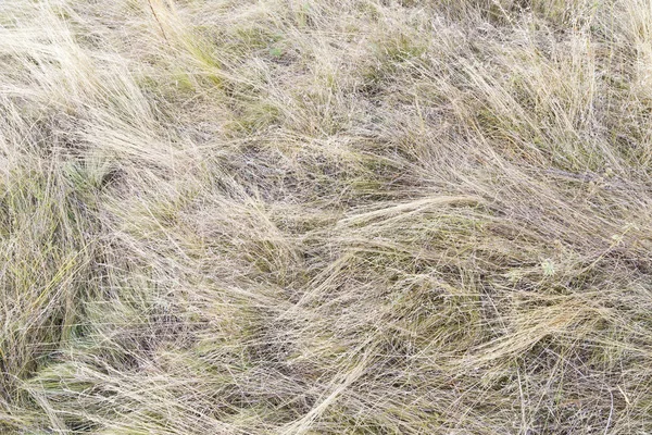 Suché trávy po větru. — Stock fotografie