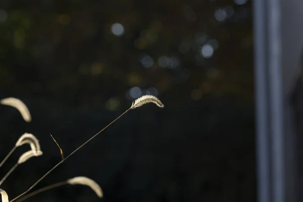 Špičáky suché trávy fotografované v podsvícení. — Stock fotografie