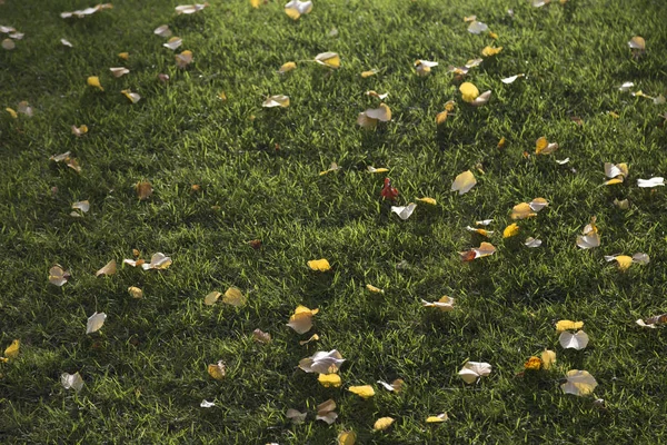 Folhas em um gramado nos raios do sol poente . — Fotografia de Stock