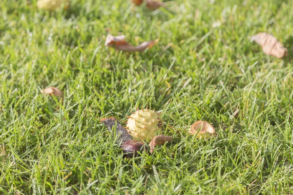 A castanha do cavalo jaz no gramado . — Fotografia de Stock