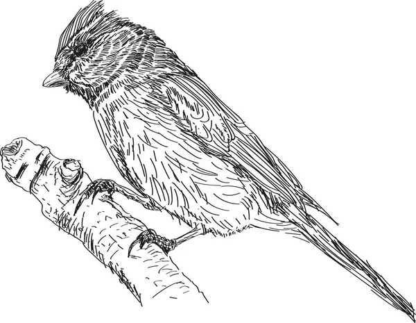 Вебвекторная Птица Ветке Цвета Трехмерная — стоковый вектор