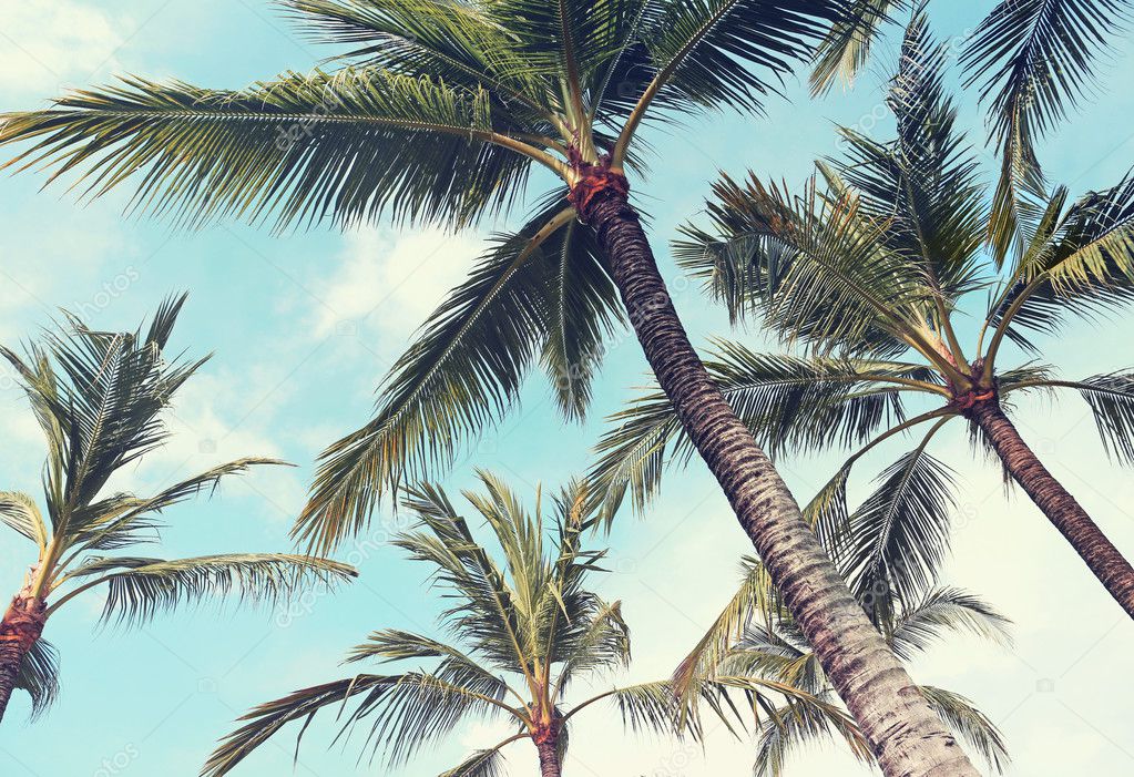 palm trees, vintage effect
