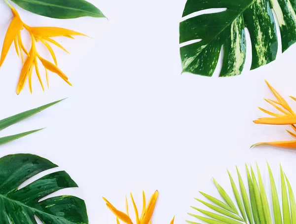 Tropiska växter på vit bakgrund — Stockfoto