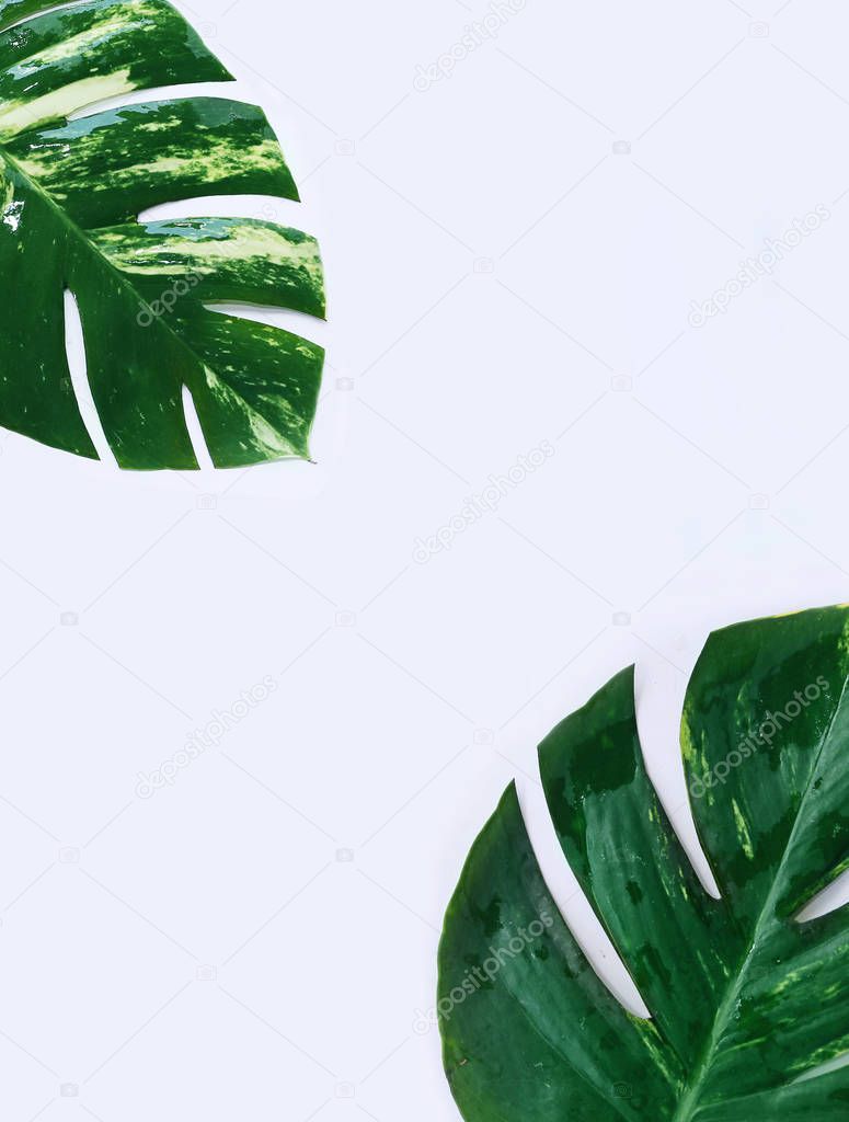 tropical plants on white background