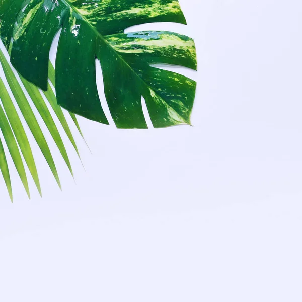 Plantas tropicais sobre fundo branco — Fotografia de Stock