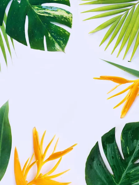 tropical plants on white background