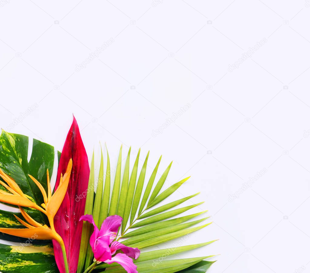  tropical flowers on a white background