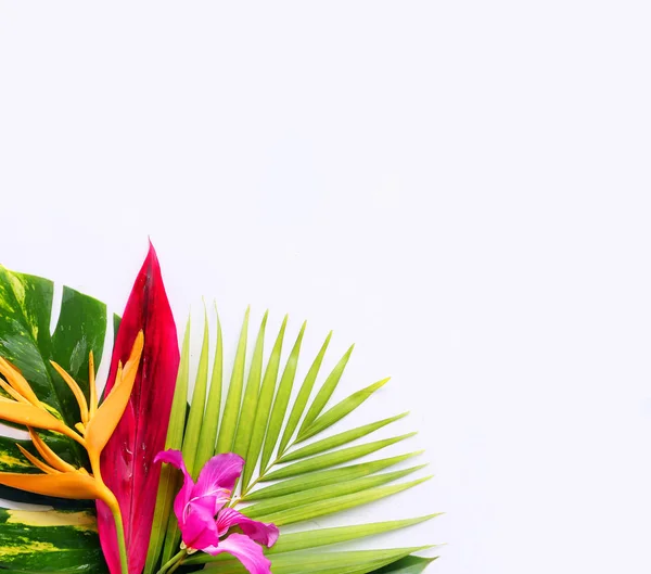 Flores tropicales sobre un fondo blanco — Foto de Stock