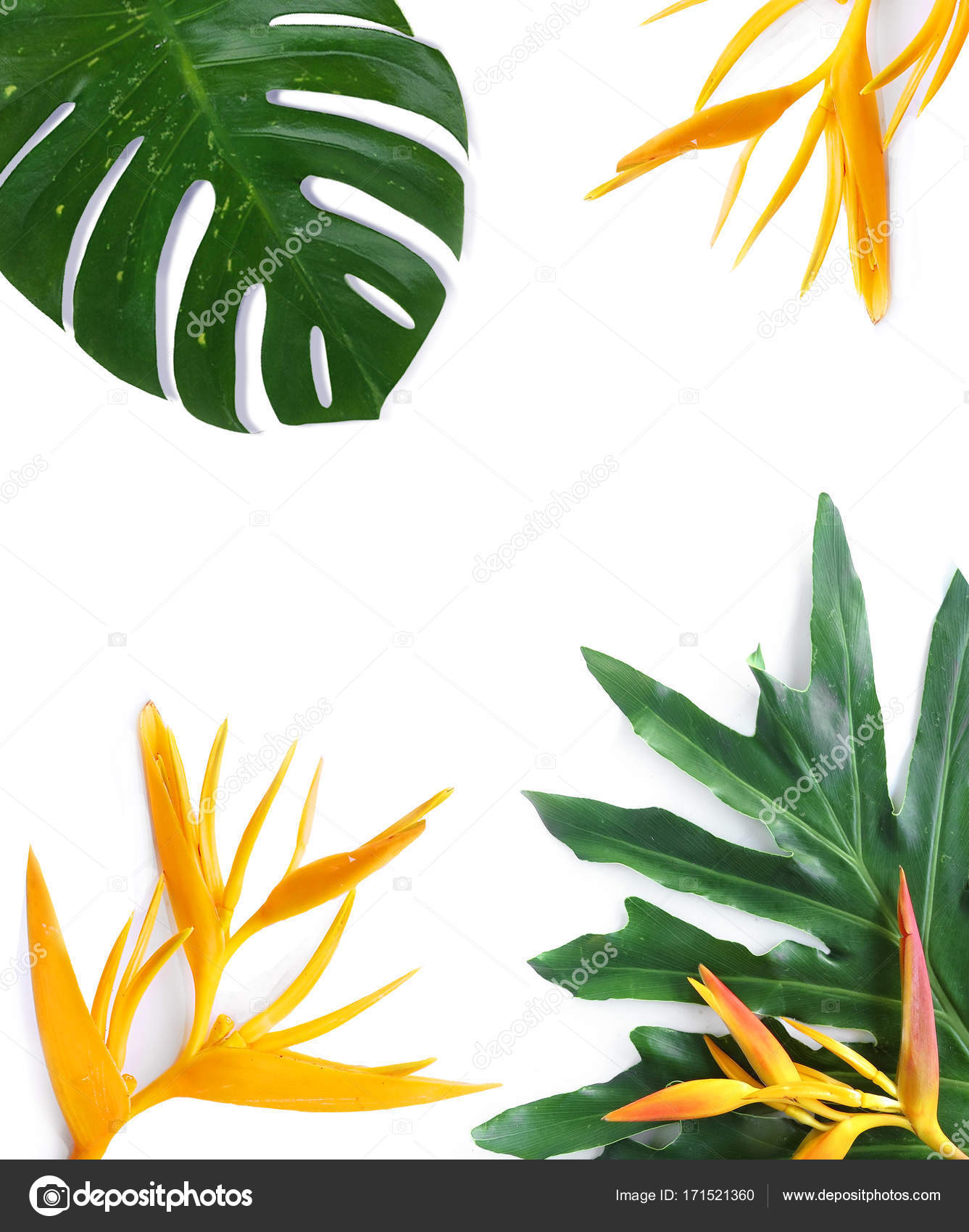 Tropical Plants Mockup On White Background Stock Photo Image By C Apolobay 171521360