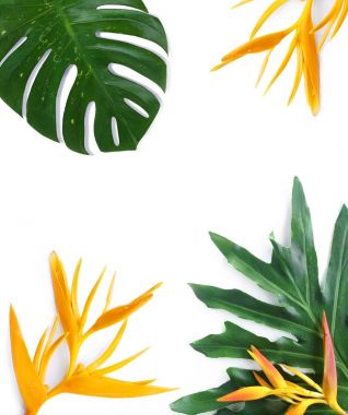 tropical plants mockup on white background clipart